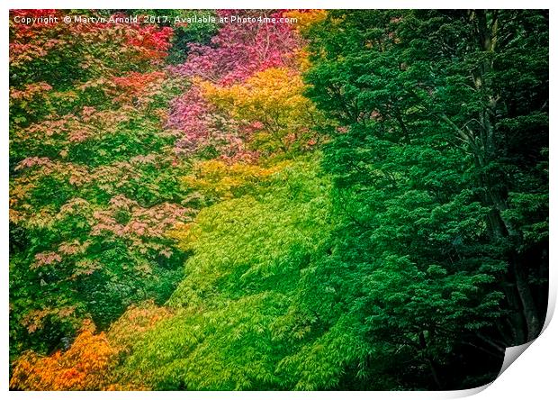 Autumn Acer Leaves at Thorp Perrow Arboretum Print by Martyn Arnold