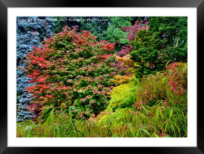 Autumn Colours at Thorp Perrow Framed Mounted Print by Martyn Arnold