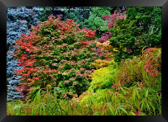 Autumn Colours at Thorp Perrow Framed Print by Martyn Arnold