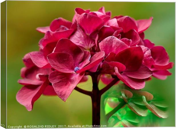 "Pink Hydrangea" Canvas Print by ROS RIDLEY