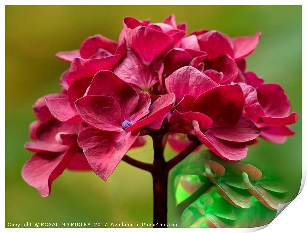 "Pink Hydrangea" Print by ROS RIDLEY