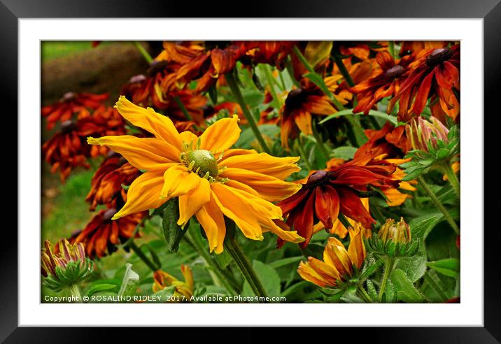 "Giant Rudbeckia in the breeze" Framed Mounted Print by ROS RIDLEY