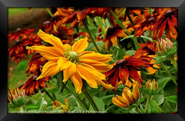 "Giant Rudbeckia in the breeze" Framed Print by ROS RIDLEY