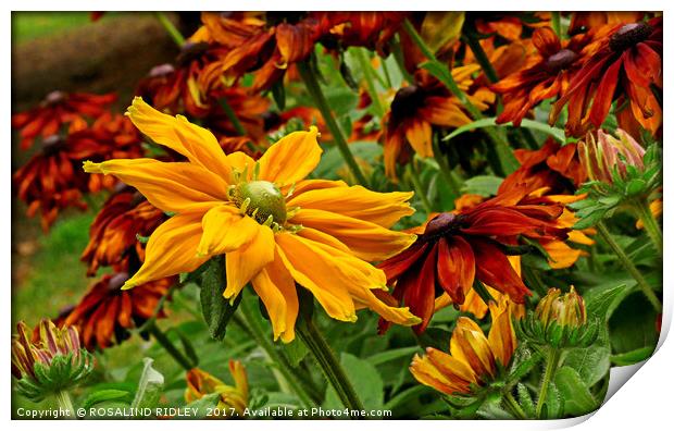 "Giant Rudbeckia in the breeze" Print by ROS RIDLEY