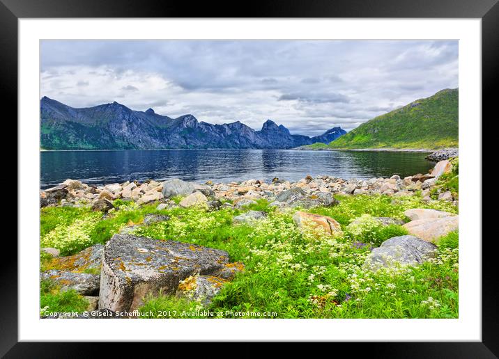 Mefjorden on the Island of Senja Framed Mounted Print by Gisela Scheffbuch