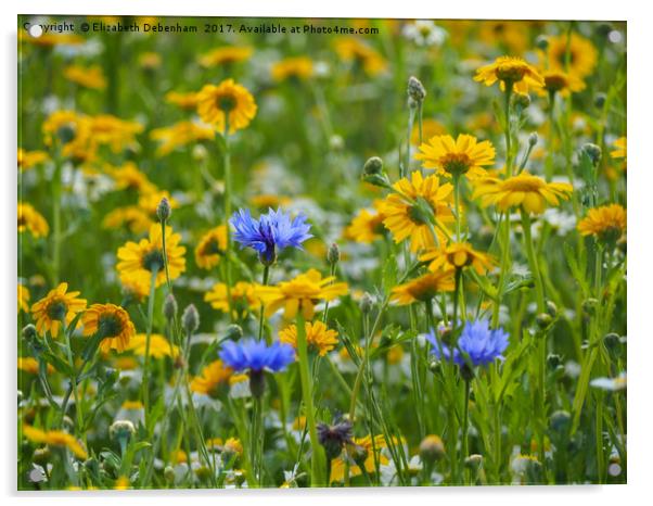 Yellow Corn Marigolds with Blue Cornflowers Acrylic by Elizabeth Debenham