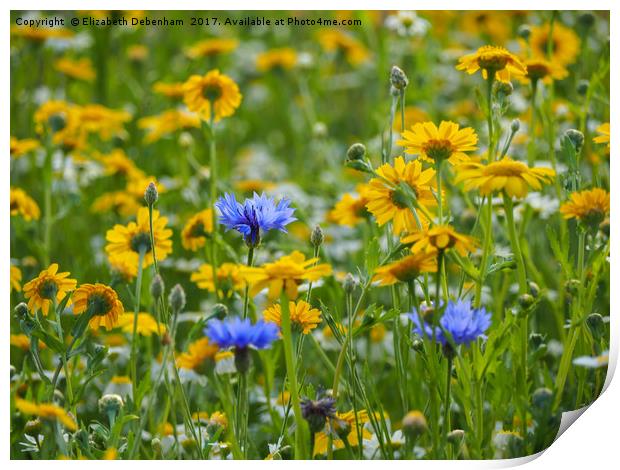 Yellow Corn Marigolds with Blue Cornflowers Print by Elizabeth Debenham