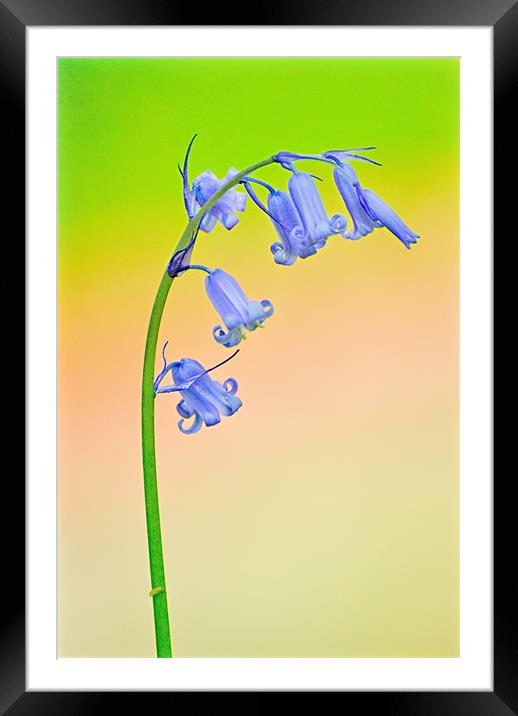 Bluebell Framed Mounted Print by Jeni Harney