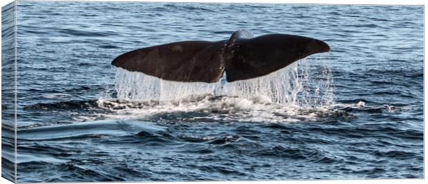 Humpback Whale's tail Canvas Print by Janet Mann
