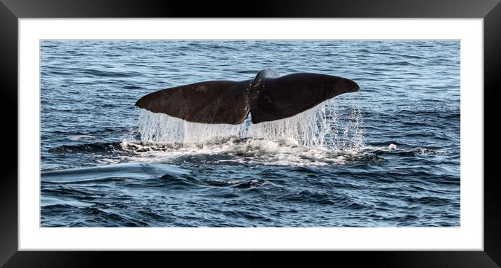Humpback Whale's tail Framed Mounted Print by Janet Mann