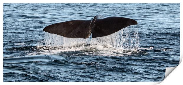 Humpback Whale's tail Print by Janet Mann