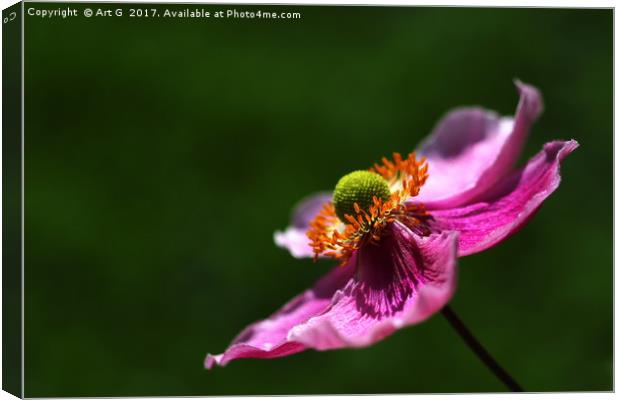 Japanese Anemone Canvas Print by Art G