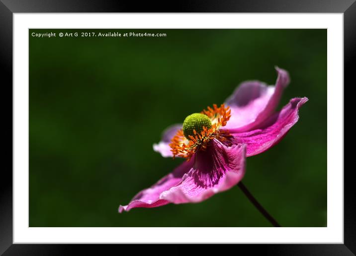 Japanese Anemone Framed Mounted Print by Art G