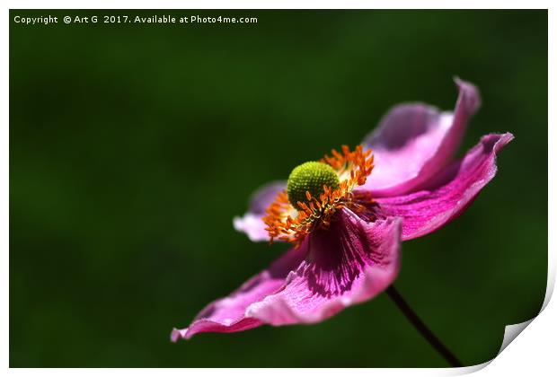 Japanese Anemone Print by Art G