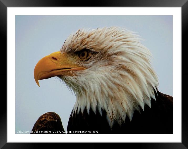       Bird Of Prey                          Framed Mounted Print by Jane Metters