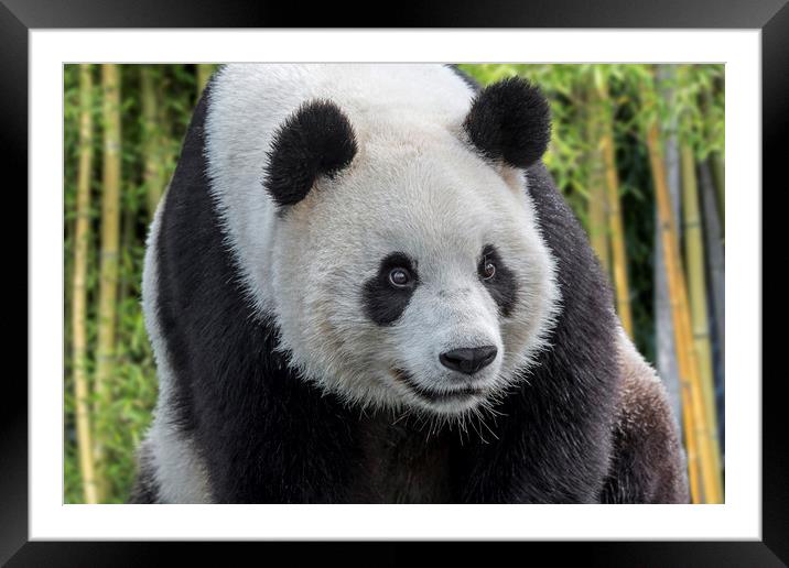 Giant Panda Bear Framed Mounted Print by Arterra 