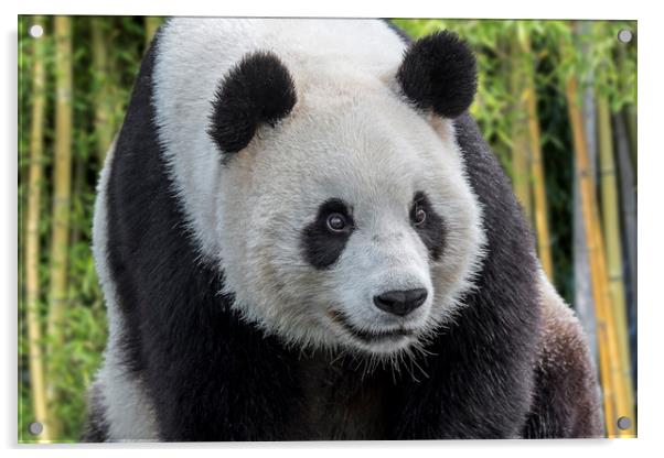 Giant Panda Bear Acrylic by Arterra 