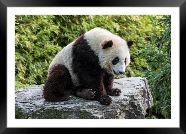 Giant Panda Bear Cub Framed Mounted Print by Arterra 