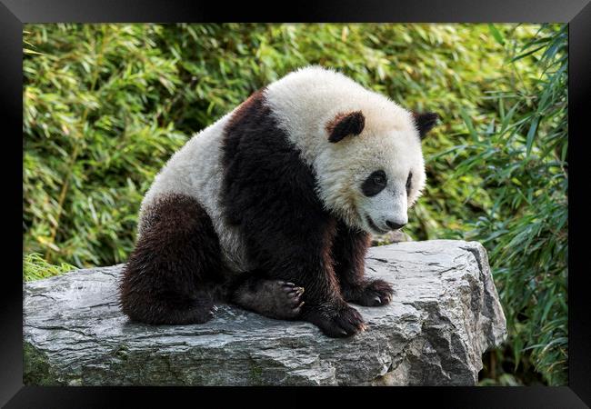 Giant Panda Bear Cub Framed Print by Arterra 