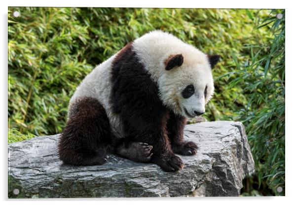 Giant Panda Bear Cub Acrylic by Arterra 