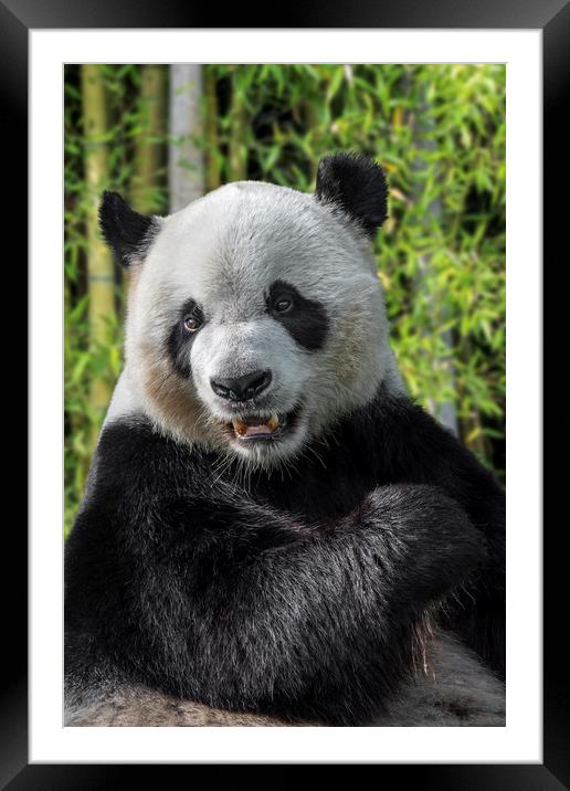 Giant Panda in Bamboo Forest Framed Mounted Print by Arterra 