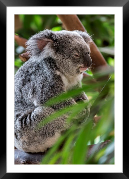 Koala Bear in Tree Framed Mounted Print by Arterra 