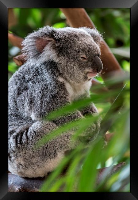 Koala Bear in Tree Framed Print by Arterra 