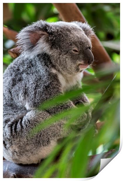 Koala Bear in Tree Print by Arterra 
