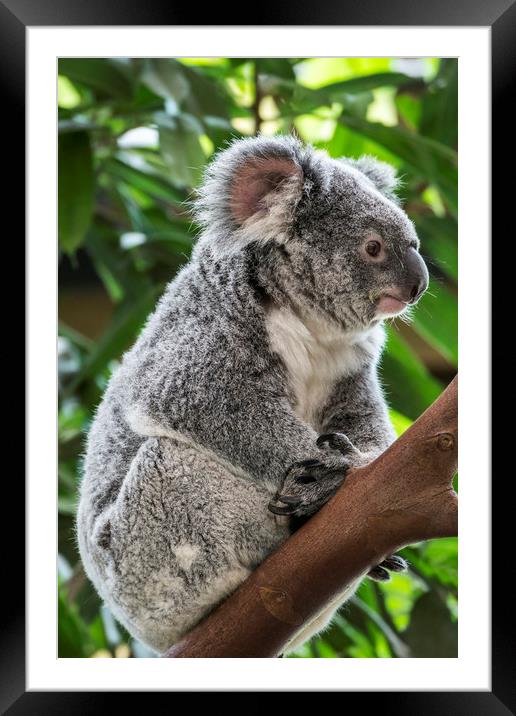 Cute Koala Bear in Tree Framed Mounted Print by Arterra 
