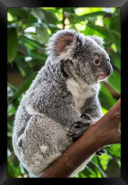 Cute Koala Bear in Tree Framed Print by Arterra 