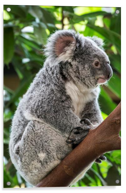 Cute Koala Bear in Tree Acrylic by Arterra 