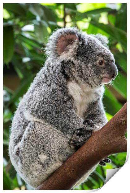 Cute Koala Bear in Tree Print by Arterra 