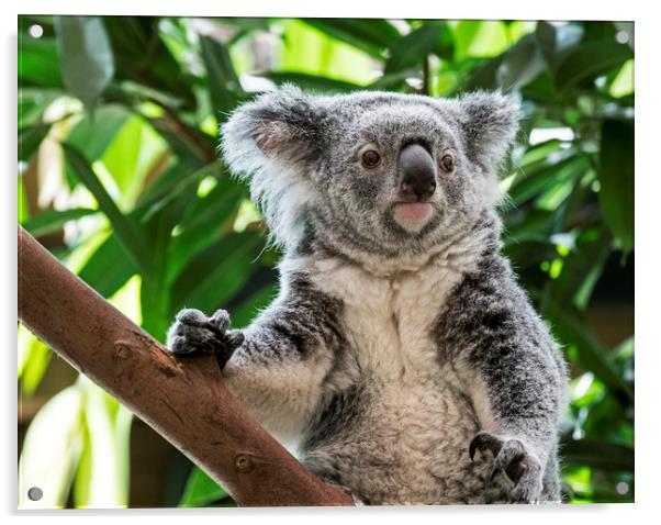 Cute Koala in Tree Acrylic by Arterra 