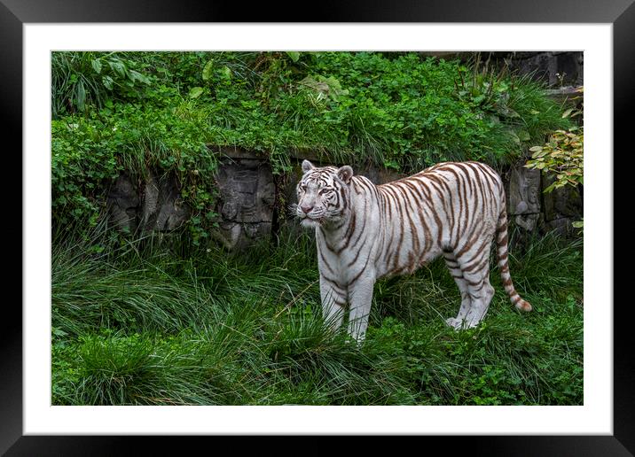 White Tiger Framed Mounted Print by Arterra 