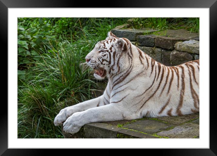 White Tiger Framed Mounted Print by Arterra 