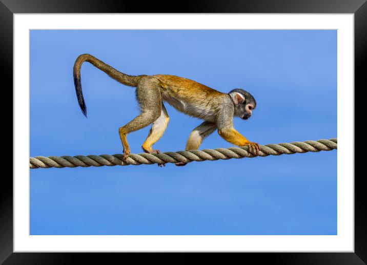 Squirrel Monkey on Rope Framed Mounted Print by Arterra 