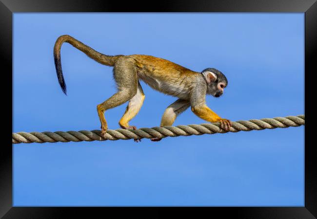 Squirrel Monkey on Rope Framed Print by Arterra 