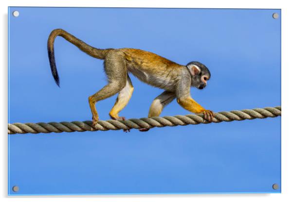 Squirrel Monkey on Rope Acrylic by Arterra 