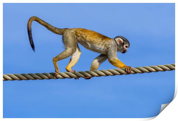 Squirrel Monkey on Rope Print by Arterra 
