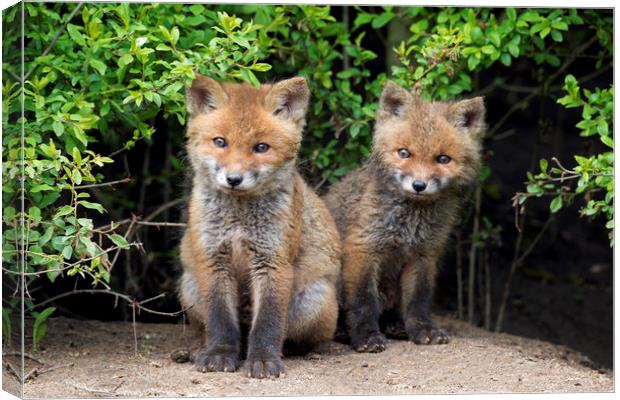Cute Red Fox Kits Canvas Print by Arterra 