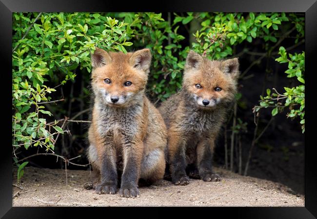 Cute Red Fox Kits Framed Print by Arterra 