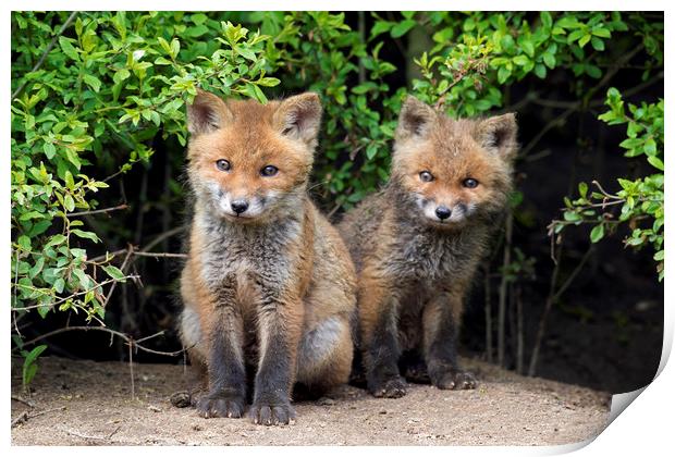 Cute Red Fox Kits Print by Arterra 