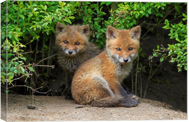 Cute Red Fox Cubs Canvas Print by Arterra 