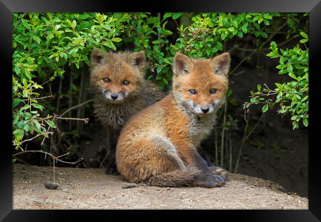 Cute Red Fox Cubs Framed Print by Arterra 