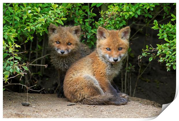 Cute Red Fox Cubs Print by Arterra 