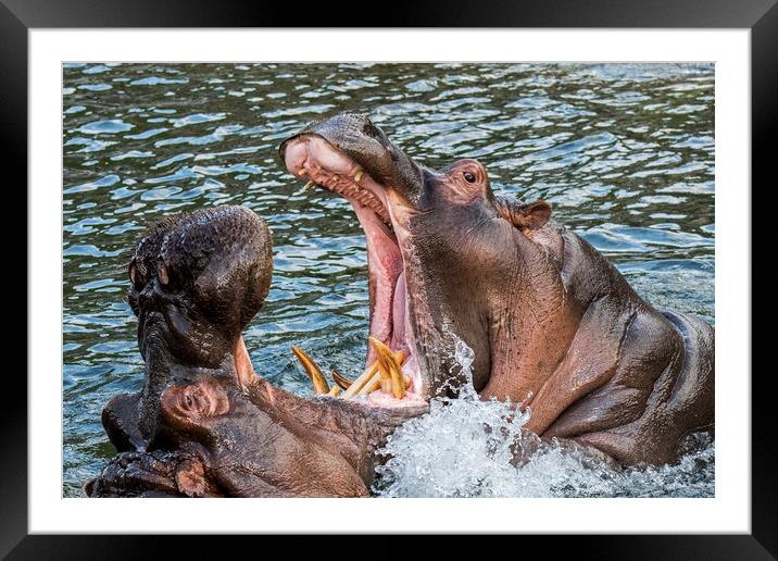 Fighting Hippos Framed Mounted Print by Arterra 