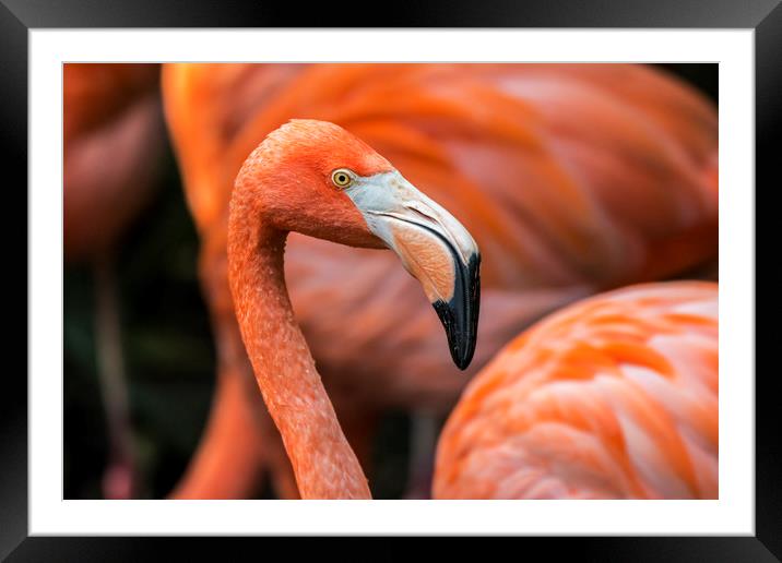 Caribbean flamingos Framed Mounted Print by Arterra 