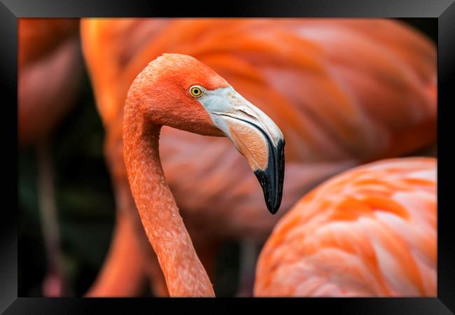 Caribbean flamingos Framed Print by Arterra 
