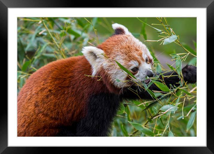Red Panda Framed Mounted Print by Arterra 