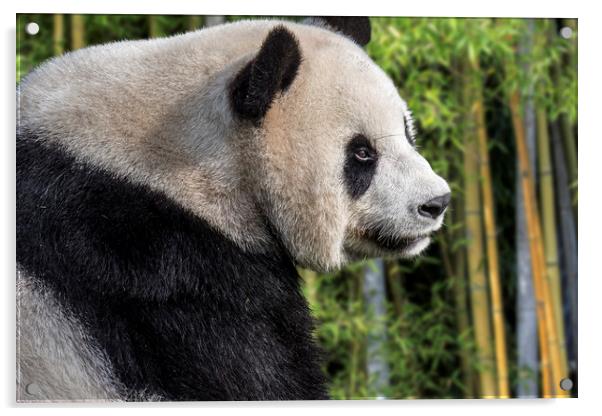 Giant Panda Bear in Bamboo Forest Acrylic by Arterra 